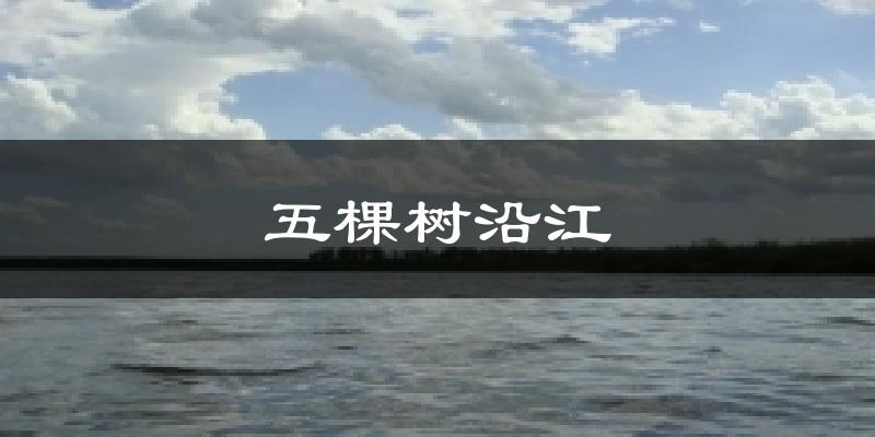 五棵树沿江今日天气