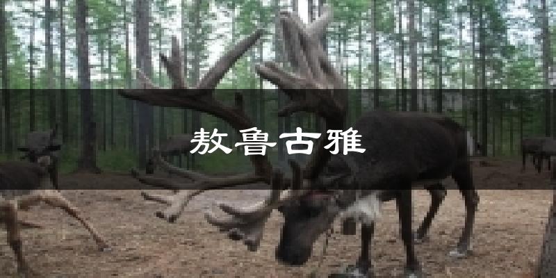 敖鲁古雅气温